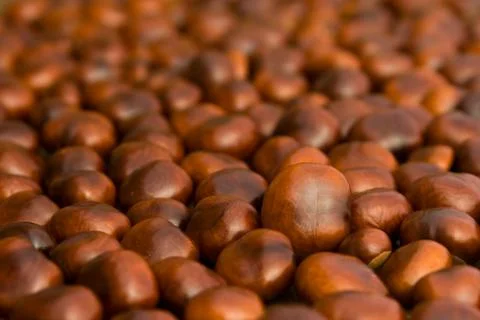 Brown chestnuts background Stock Photos