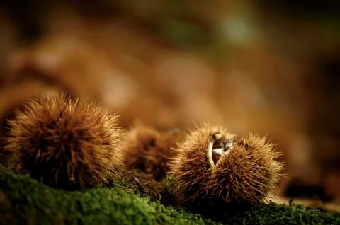 Brown chestnuts 스톡 사진