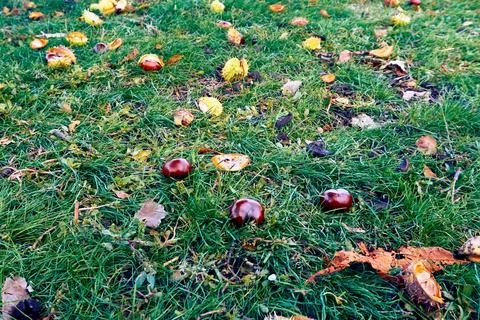 Brown chestnuts, shells on the grass ground with autumn leaves Stock Photos