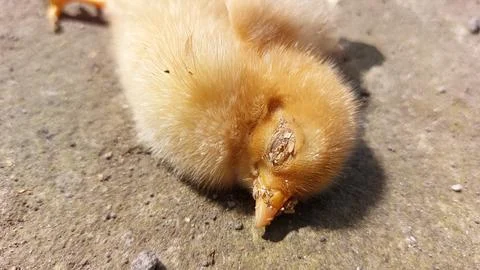 Brown chick dying  because it was infected with the bird flu virus or H5N1 Stock Photos