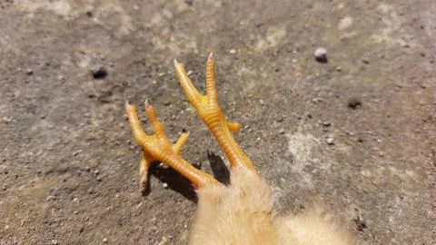 Brown chick dying  because it was infected with the bird flu virus or H5N1 Stock Photos