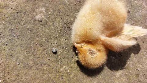 Brown chick dying  because it was infected with the bird flu virus or H5N1 写真素材