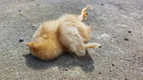 Brown chick dying  because it was infected with the bird flu virus or H5N1 Stock-Fotos
