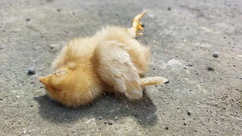 Brown chick dying  because it was infected with the bird flu virus or H5N1 Foto stock