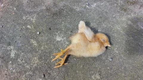 Brown chick dying  because it was infected with the bird flu virus or H5N1 Stock Photos