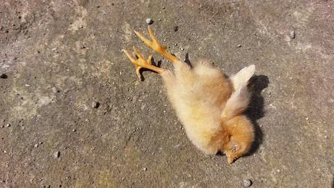 Brown chick dying  because it was infected with the bird flu virus or H5N1 Stock Photos