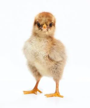Brown chick Stock Photos