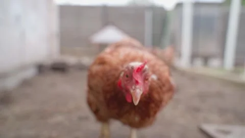Brown chicken chasing the camera in slow motion, close-up Stock Footage 310250969