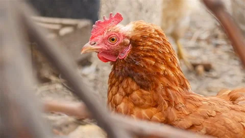 Brown chicken Close-up Stock Footage 107740769