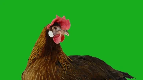 Brown chicken clucking on green screen Vidéo 340421768