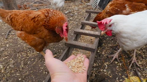 A brown chicken eats grain in a man's hand. Slow motion Stock Footage 126152887