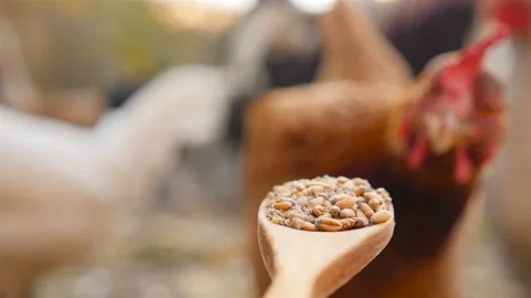 Brown chicken eats wheat from a wooden spoon. Slow motion. Close-up Stock Footage 126154024