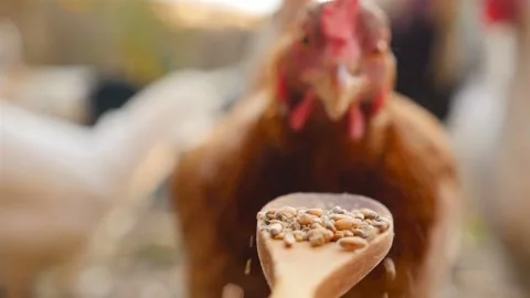 Brown chicken eats wheat from a wooden spoon. Slow motion. Close-up. HD Stock Footage 153900820