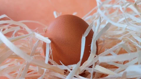 Brown chicken egg among the straw Stock Footage 104589612