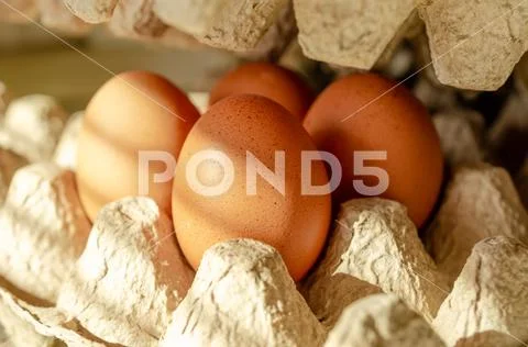 Brown chicken eggs in carton box, close up. Stock Photos