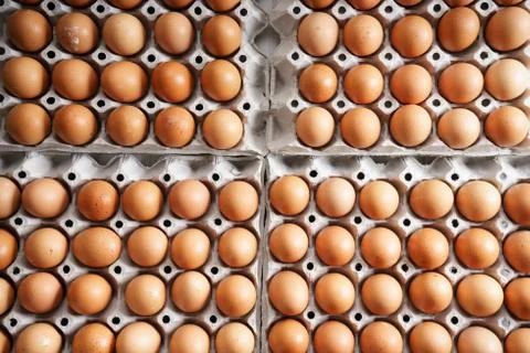 Brown chicken eggs Photos