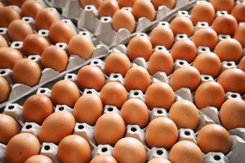 Brown chicken eggs Foto stock