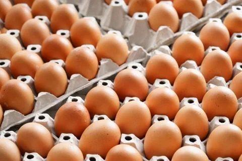 Brown chicken eggs Photos