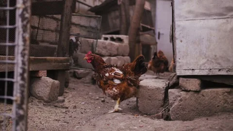 Brown Chicken Vídeos de archivo 169576692