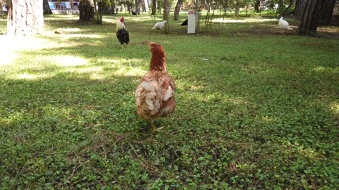 Brown Chicken. Vidéo 230452488