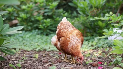 Brown Chicken Video stock 246181107