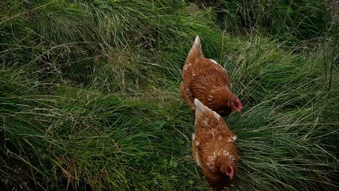 Brown chicken in the grass. Video stock 115827177