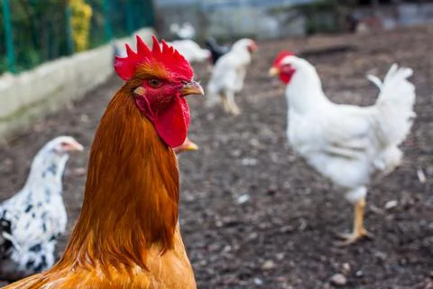 Brown chicken head close-up Stock Photos