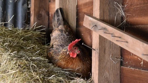 Brown Chicken Hen Resting in Barn Stock Footage 86642494