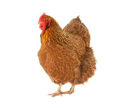 Brown chicken isolated 写真素材