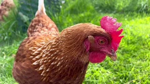 Brown Chicken Looking at Camera in Green Field with Other Hens in Background Vídeos de archivo 308760178