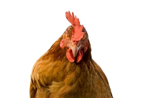 Brown chicken looking at camera, Isolated over white background Stock Photos