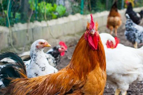 Brown chicken looking into camera Stock Photos