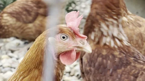Brown chicken looking through wire close up Vídeos de archivo 334759874