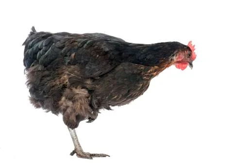 Brown chicken marans Stock Photos
