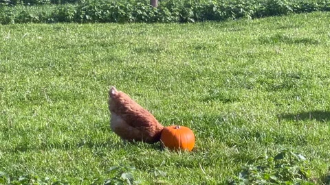 Brown Chicken Pecking at Pumpkin in Natural Outdoor Setting Stock Footage 307187528