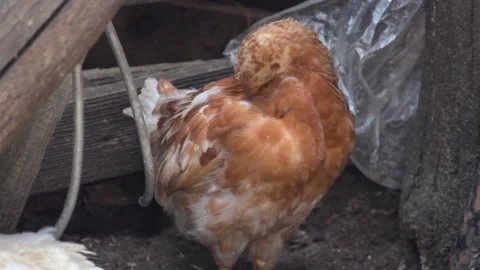 The brown chicken peels the feathers while standing outside on the farm Stock Footage 136851224