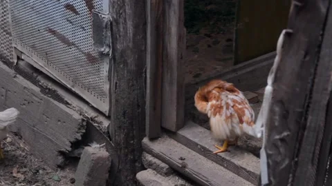 The brown chicken peels the feathers while standing outside on the farm. copy 動画素材 137463388