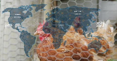 Brown chicken peering through hexagonal wire mesh, displaying digital world map Stock Footage 308184146