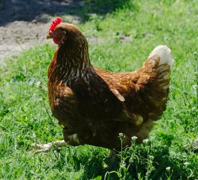 Brown Chicken Stock Photos