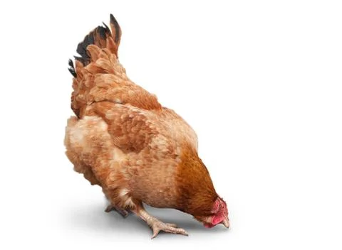Brown chicken Stock Photos