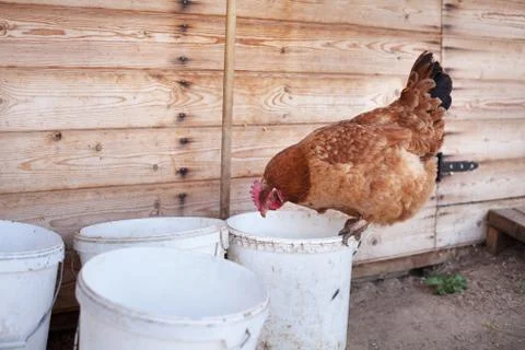 Brown chicken Stock Photos