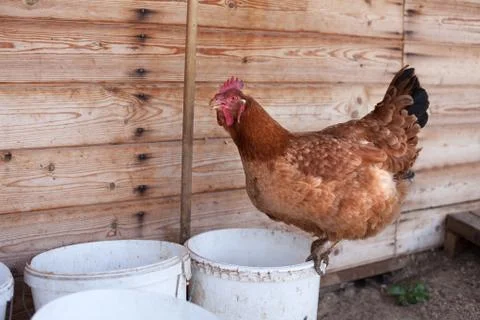 Brown chicken Stock Photos