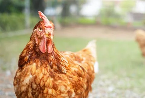 Brown chicken Stock Photos