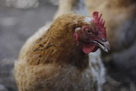 Brown chicken Foto stock
