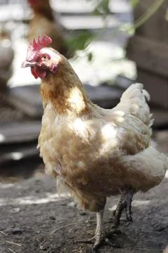 Brown chicken Foto stock