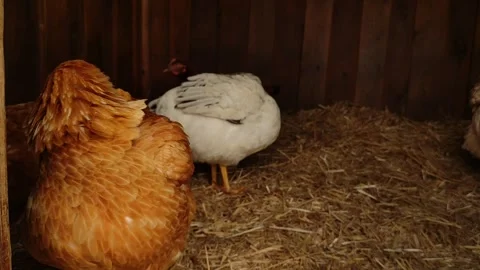 A brown chicken preens its feathers in a coop Stock Footage 282868035