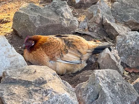 A brown chicken resting between rocks in a rural outdoor scene. Stillness, .. Stock Photos