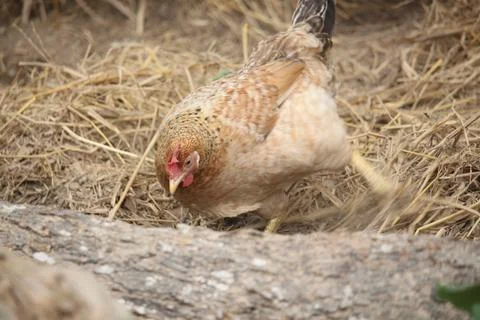 The brown chicken is rolling on the ground Stock Photos