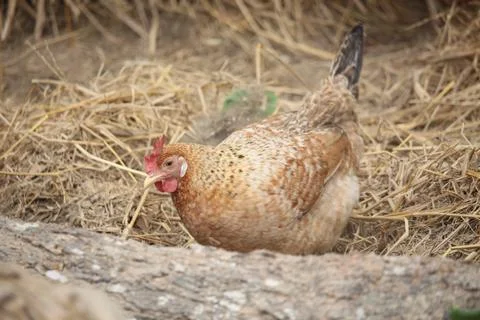 The brown chicken is rolling on the ground Stock Photos