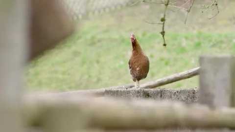 Brown Chicken Standing and Moving on Concrete Ledge in Rural Outdoor Setting Stock Footage 334054704